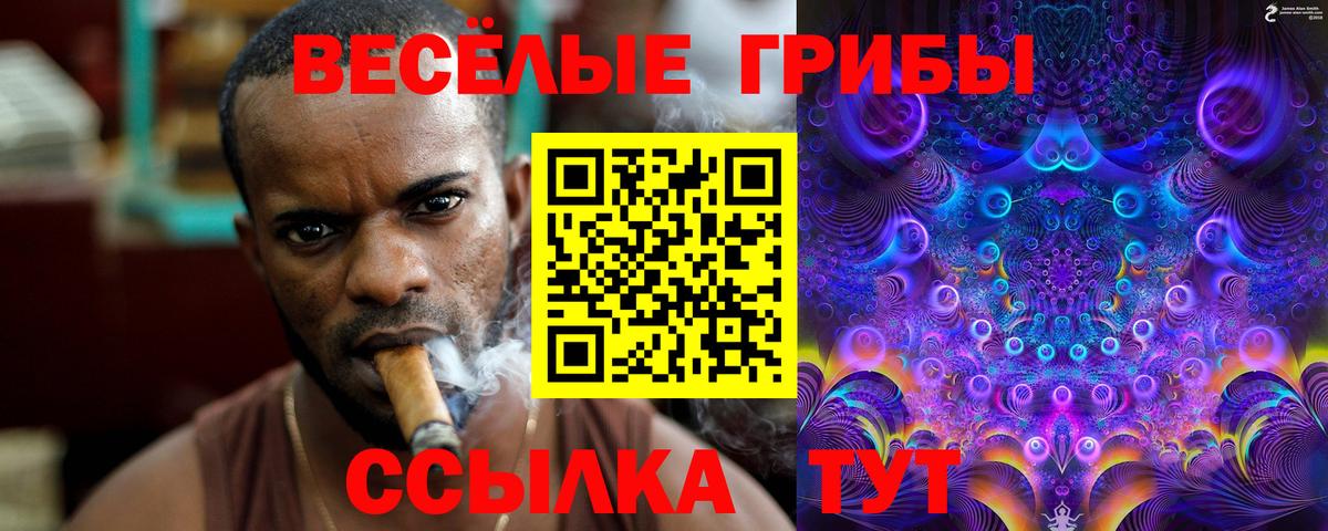 Галлюциногенные грибы Psilocybe Курганинск